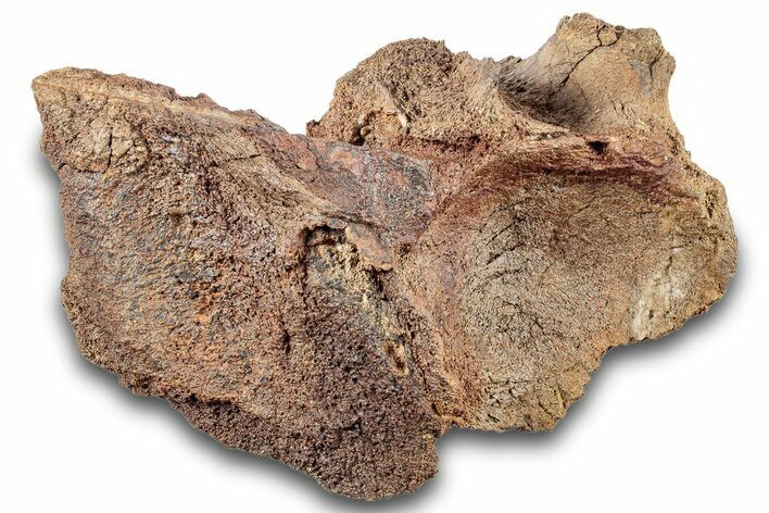 Fossil Dinosaur Bone - Wyoming #265595